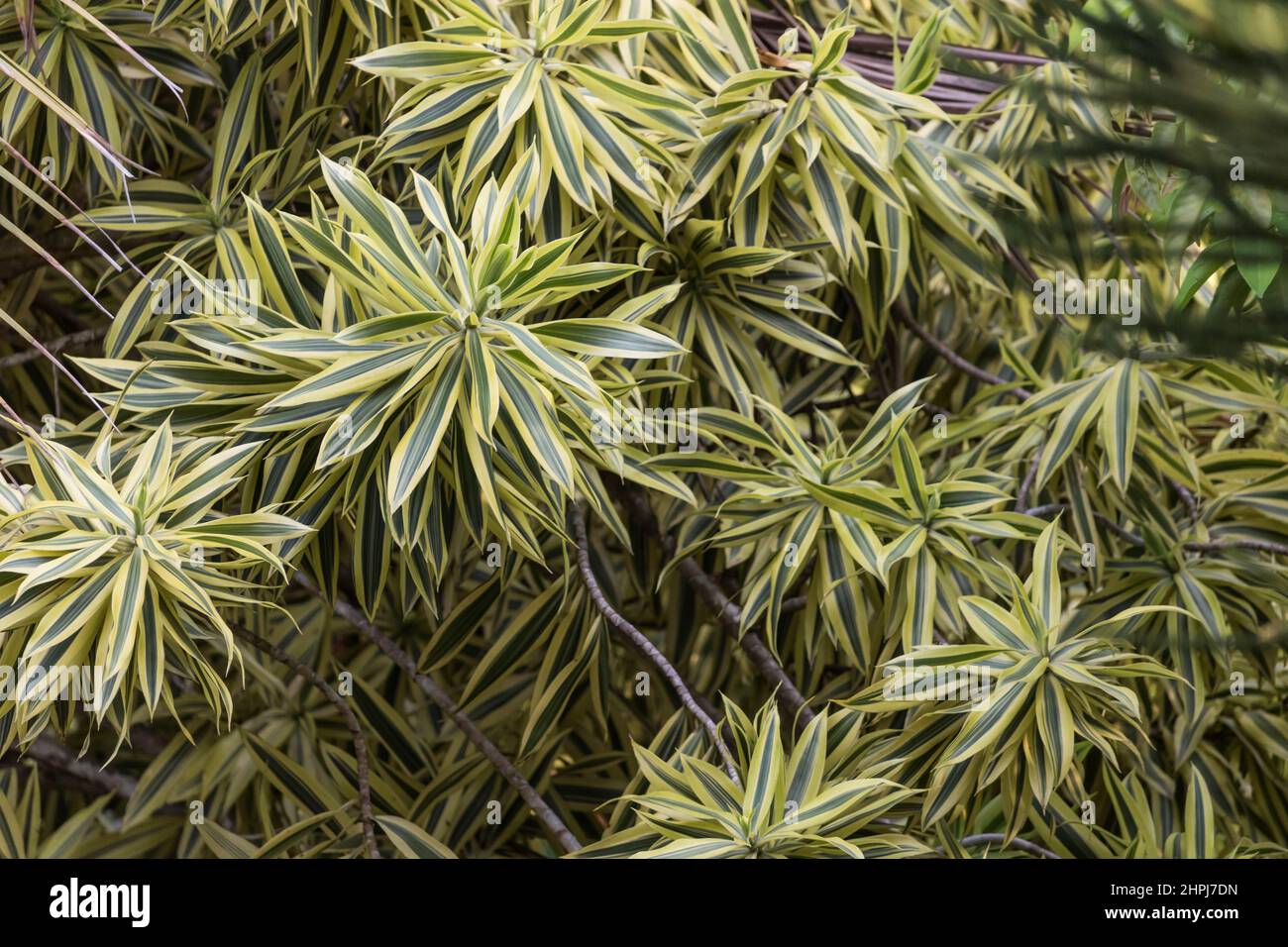 Dracaena Reflexa Pflanze in einem Garten Stockfoto