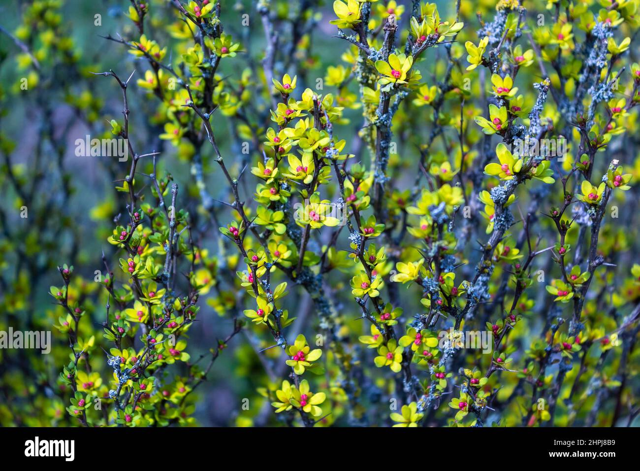 Berberis thunbergii Japanischer Berberbeere ornamental blühender Strauch, Gruppe von schönen kleinen Blüten mit gelben Blütenblättern in Blüte, lila rötliche Blätter Stockfoto