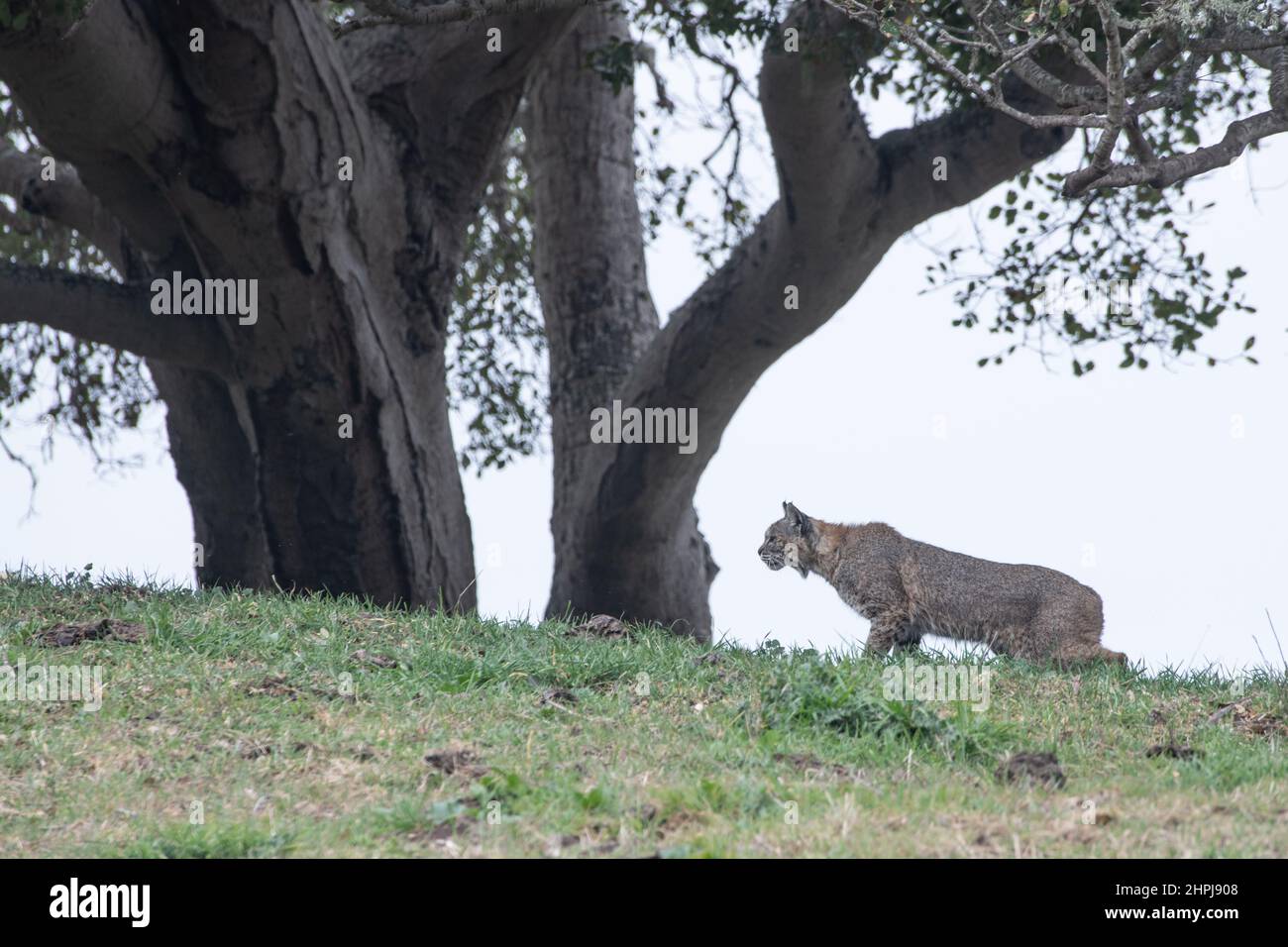 Eine wilde Bobcat (Lynx rufus) auf einem Hügel unter einer Eiche in Kalifornien. Stockfoto