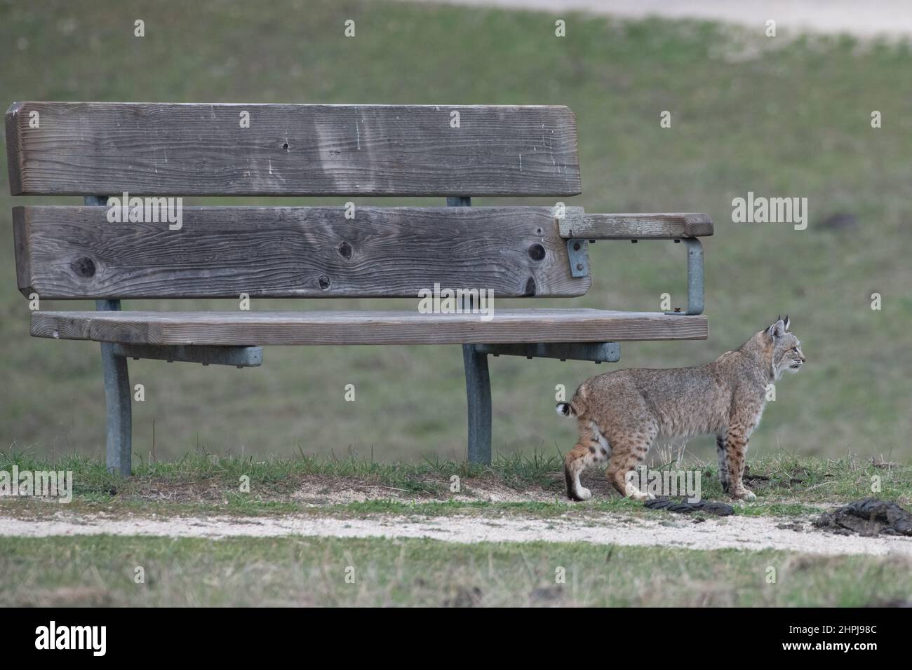 Eine Bobcat (Lynx rufus) steht neben einer Parkbank und zeigt, wie klein sie ist, Beobachter überschätzen oft die Größe dieser Katzen. Stockfoto