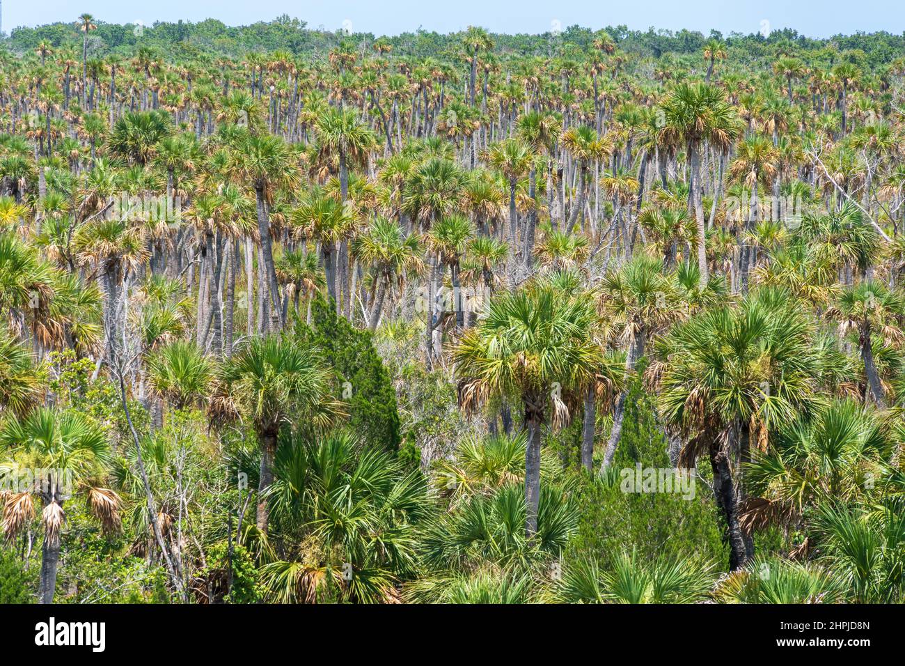Kohlpalmenhängematte (Sabal Palmetto) in Weekiwachee Wildlife Management Area - Spring Hill, Florida, USA Stockfoto