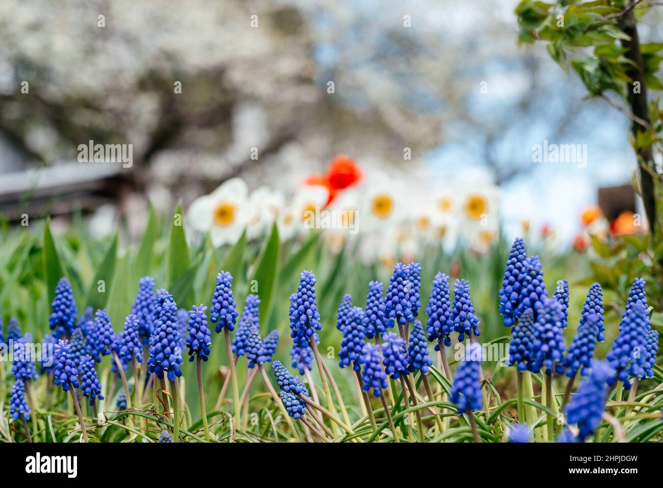 Schöner Frühlingsgarten mit blauen Muscari, Narzissenblüten, roten Tulpen und blühenden Kirschbäumen Stockfoto