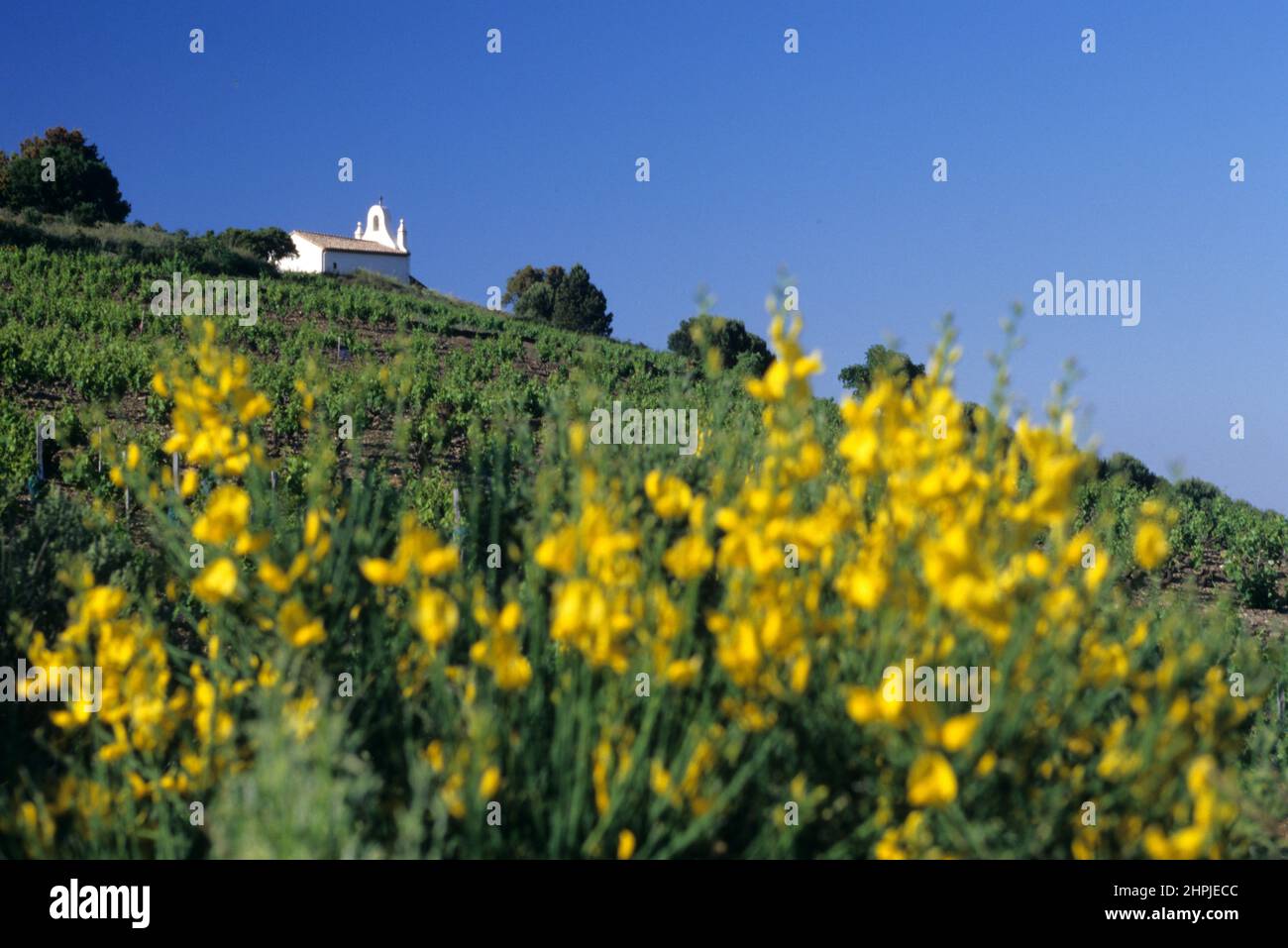 [FRANKREICH ROUSSILLON WEINBAU BANYULS CHAPELLE LA SALETTE Stockfoto