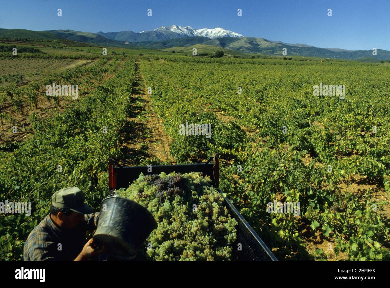 frankreich pyrenäen orientales roussillon aspres canigou Stockfoto