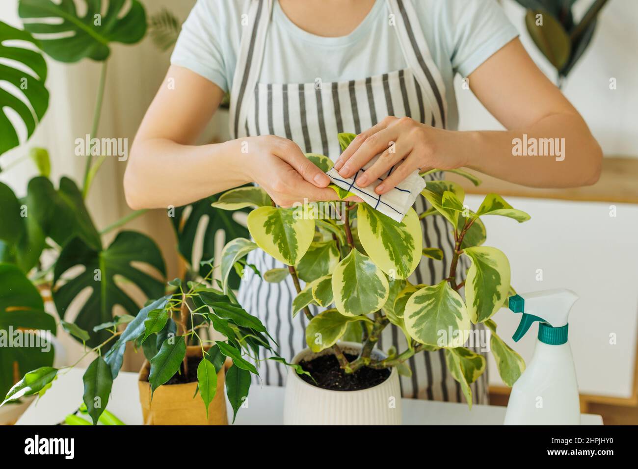 Frau im Vorfeld sprühen und putzen Zimmerpflanzen zu Hause. Frühling für die Pflege von Pflanzen. Konzept der Gartenarbeit, Hobby, häusliche Lebensweise. Stockfoto
