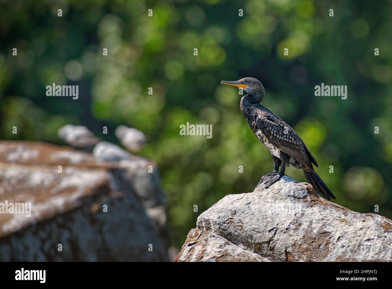 Great Cormorant - Phalacrocorax carbo, großer Wasservogel aus weltweiten Seen, Flüssen und Küsten, Sri Lanka. Stockfoto