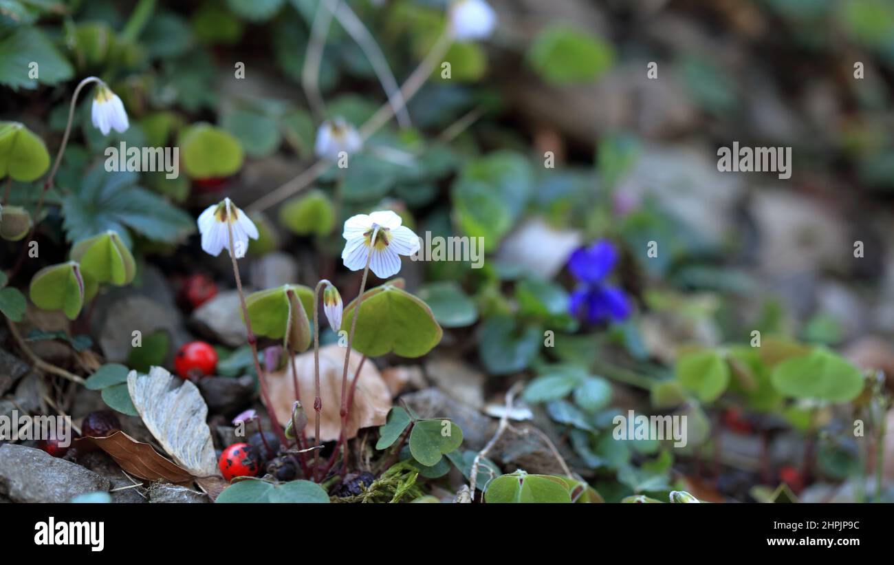 Oxalis acetosella in meinem Garten Stockfoto