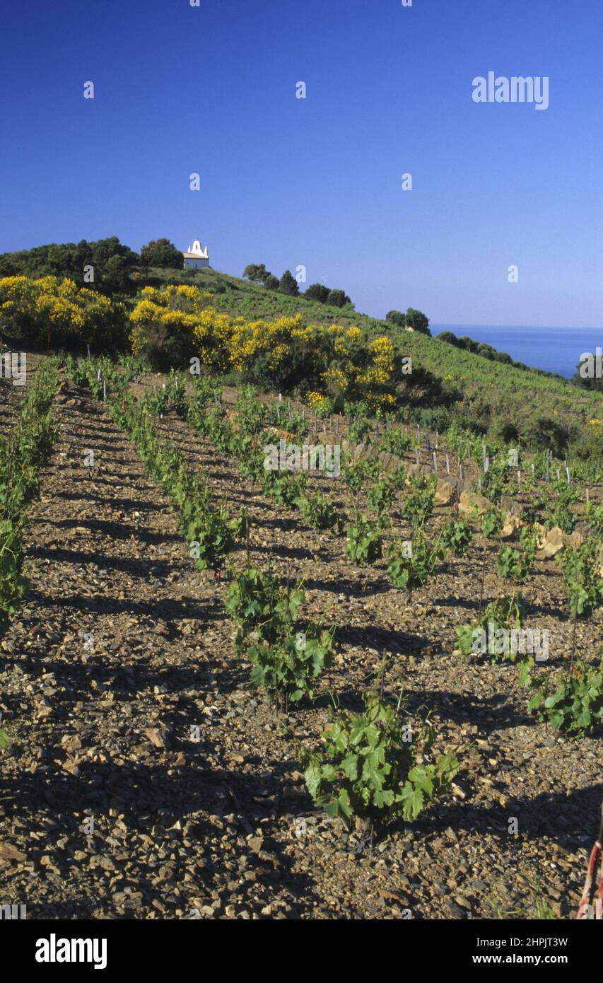 [FRANKREICH ROUSSILLON WEINBAU BANYULS CHAPELLE LA SALETTE Stockfoto