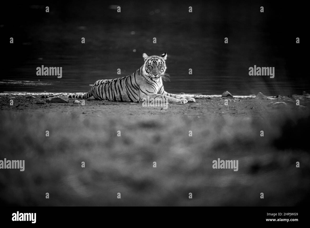 Wild bengal weibliche Tiger oder Tigerin Fine Art Portrait in schwarz-weiß Hintergrund von rajbagh See Wasser im ranthambore Nationalpark Tiger Reserve Stockfoto
