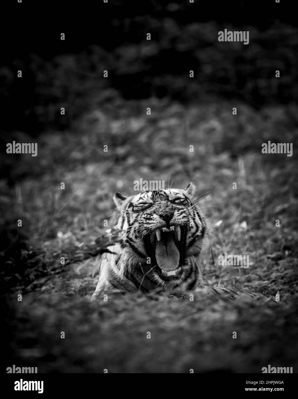 Wütend wilden königlichen bengalen erwachsenen männlichen Tiger Fine Art Porträt in schwarz-weißen Bacground gieren mit langen Eckzähnen während Outdoor Wildlife Safari indien Stockfoto