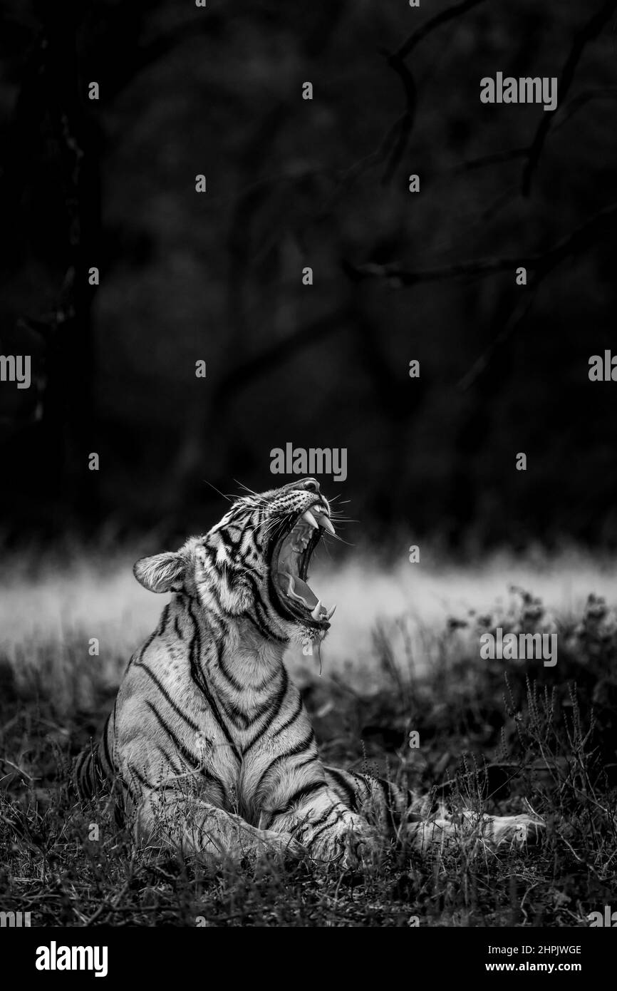 Wütend wilden königlichen bengalischen weiblichen Tiger Fine Art Porträt in schwarz-weißen Bacground gieren mit langen Eckzähnen während Outdoor-Wildlife-Safari im Wald Stockfoto