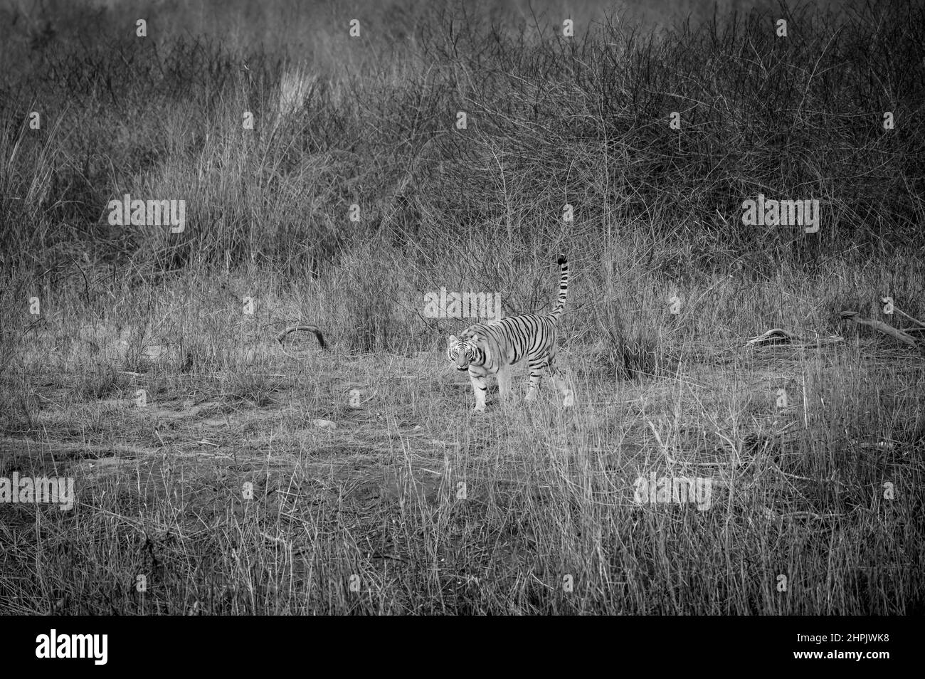 Aggressive wilde weibliche Tiger Kopf auf und Schwanz in schwarz-weißen Hintergrund am Wald der dhikala Zone jim corbett Nationalpark oder Tiger Reserve Stockfoto
