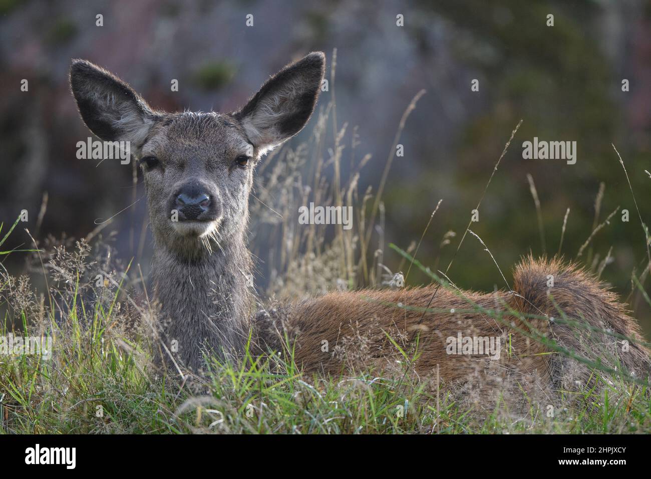 Rothirsch (Cervus Elaphus), hinteren Stockfoto