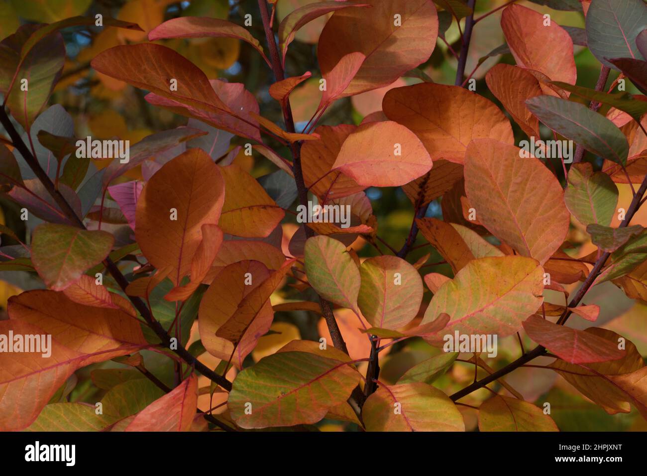 Rauchbusch (Cotinus coggygria), Herbstblätter Stockfoto