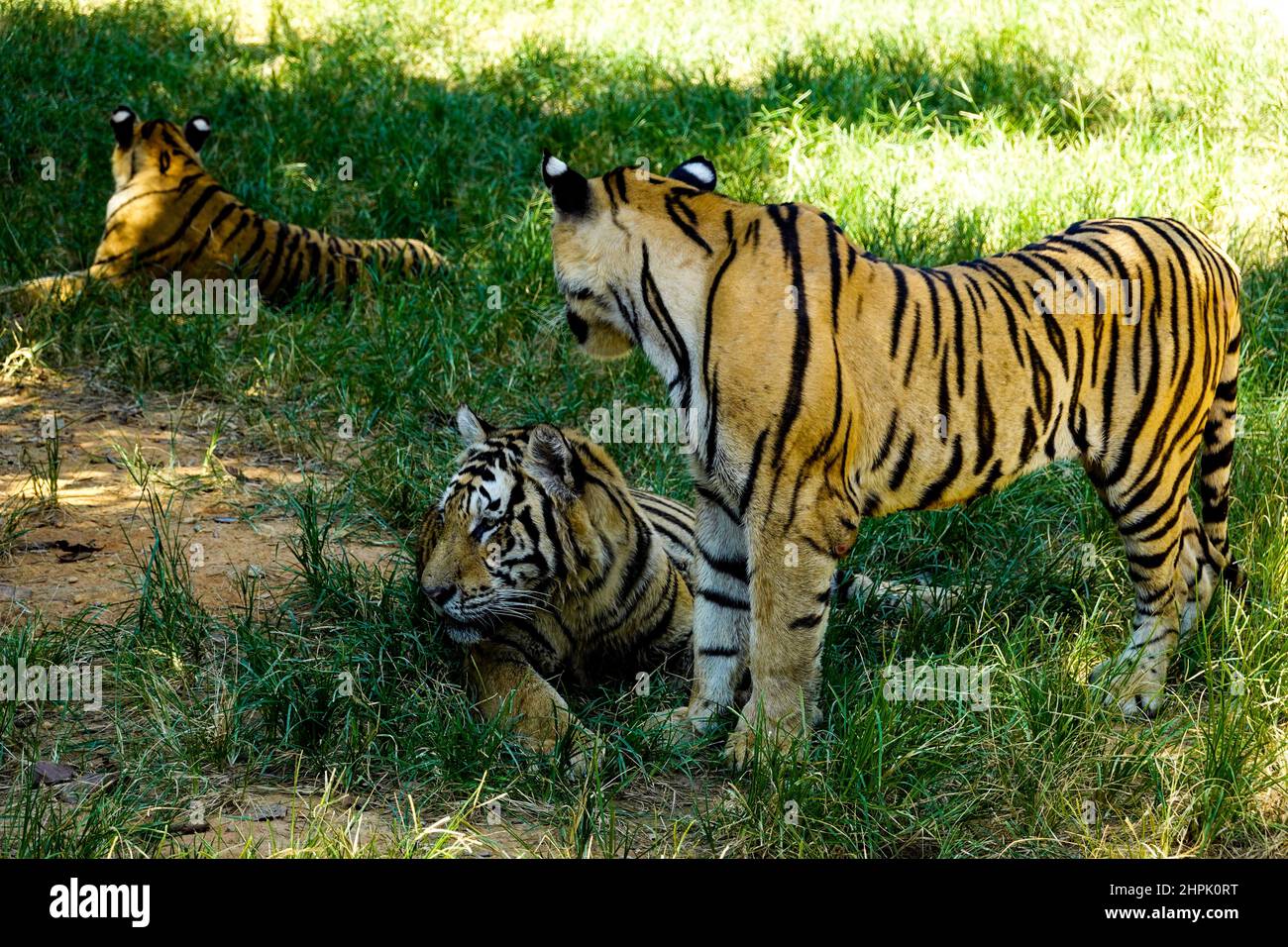Der Tiger auf dem Rasen Stockfoto