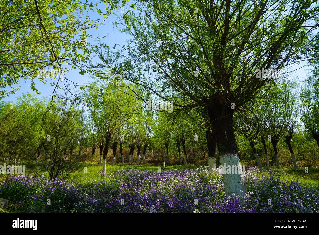 Im Februar das Orchideenmeer Stockfoto