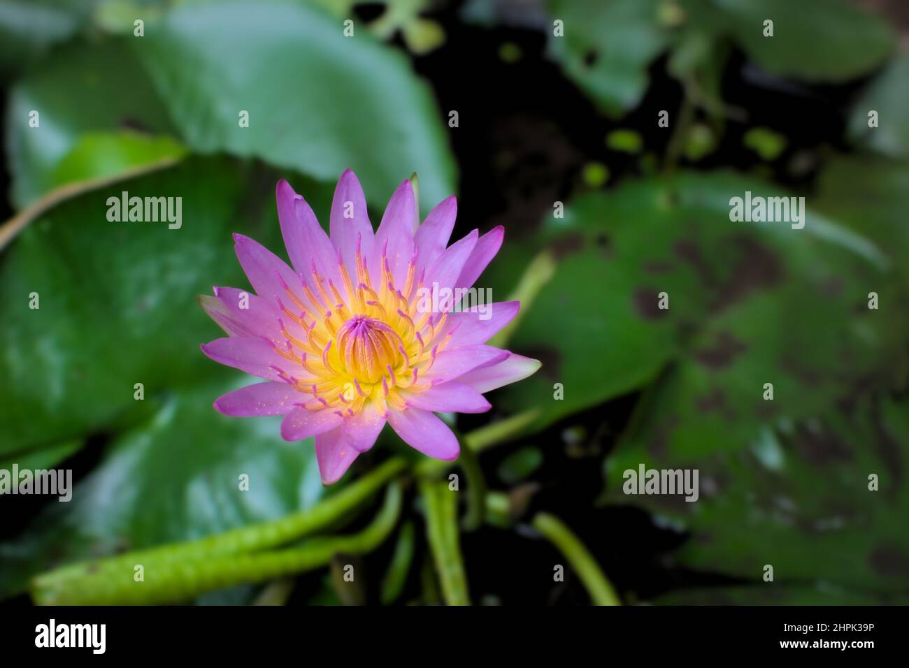Seerose in rosa violetter Farbe mit verschwommenem Hintergrund von Blättern mit Platz für Text. Selektiver Fokus verwendet. Stockfoto