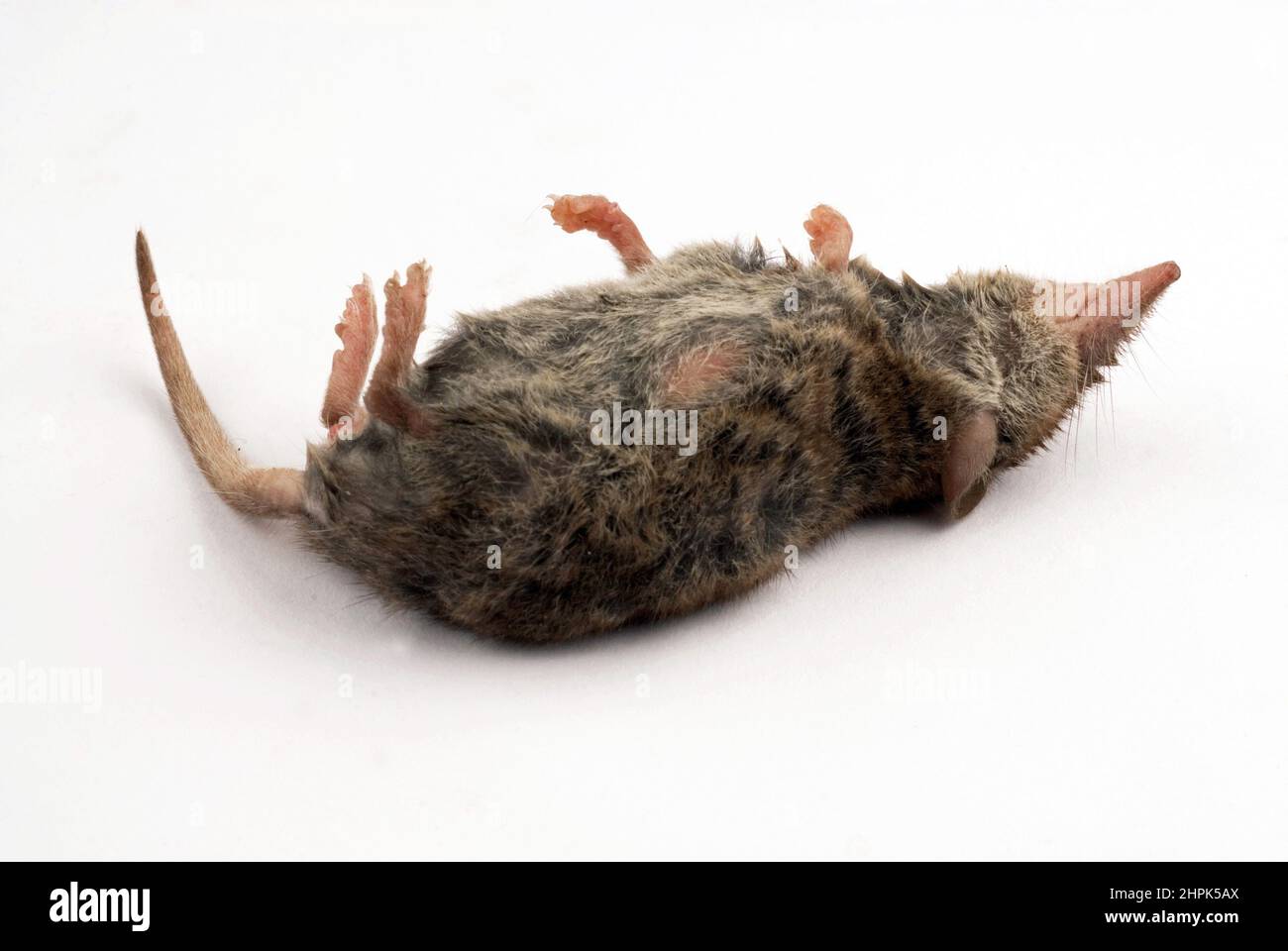 Studiofoto einer Spitzmaus auf weißem Hintergrund Stockfoto