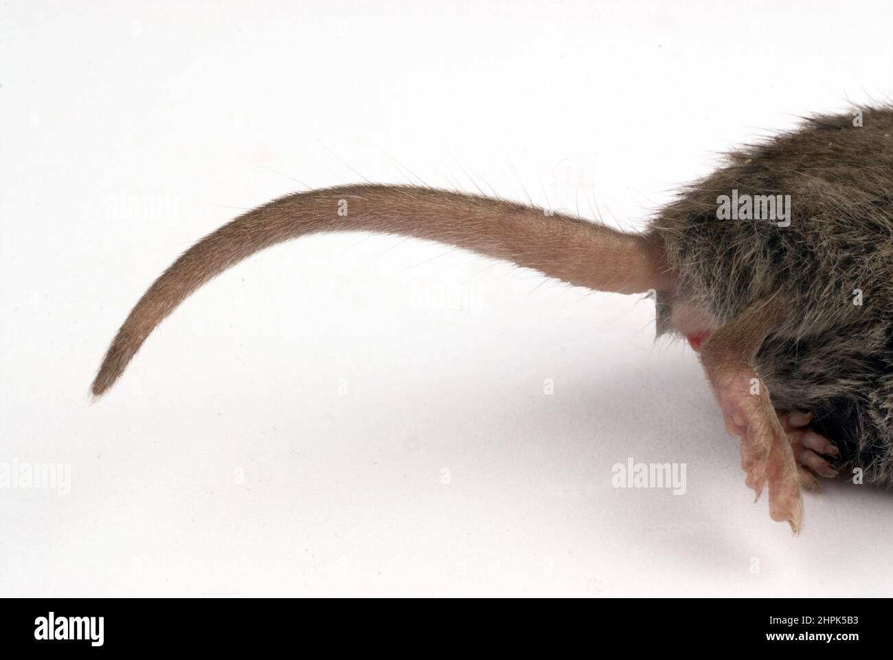Studiofoto einer Spitzmaus auf weißem Hintergrund Stockfoto