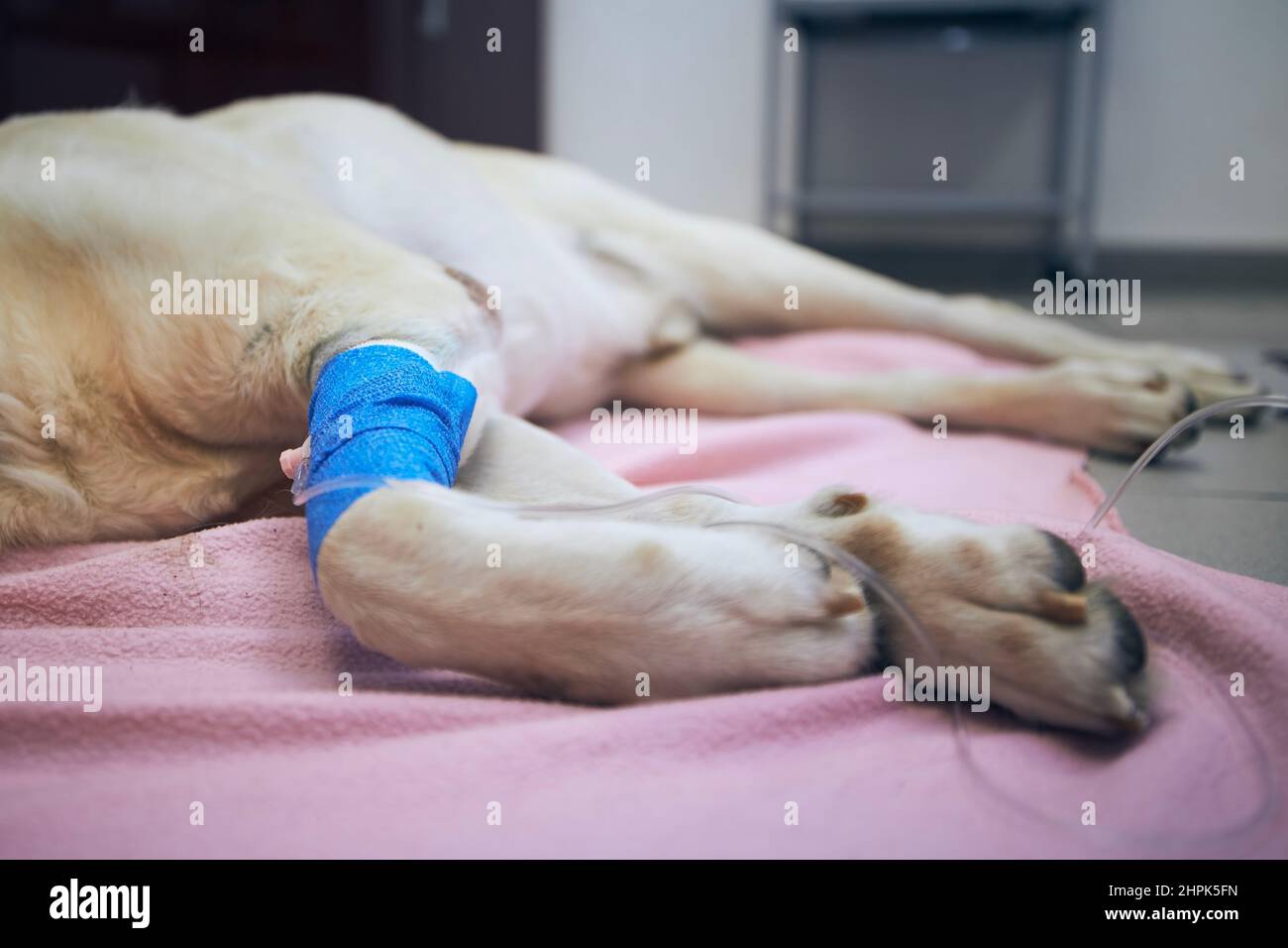Selektiver Fokus auf Infusion mit Medizin. Pfoten von Krankheit Hund während der Behandlung. Alter labrador Retriever im Tierkrankenhaus. Stockfoto