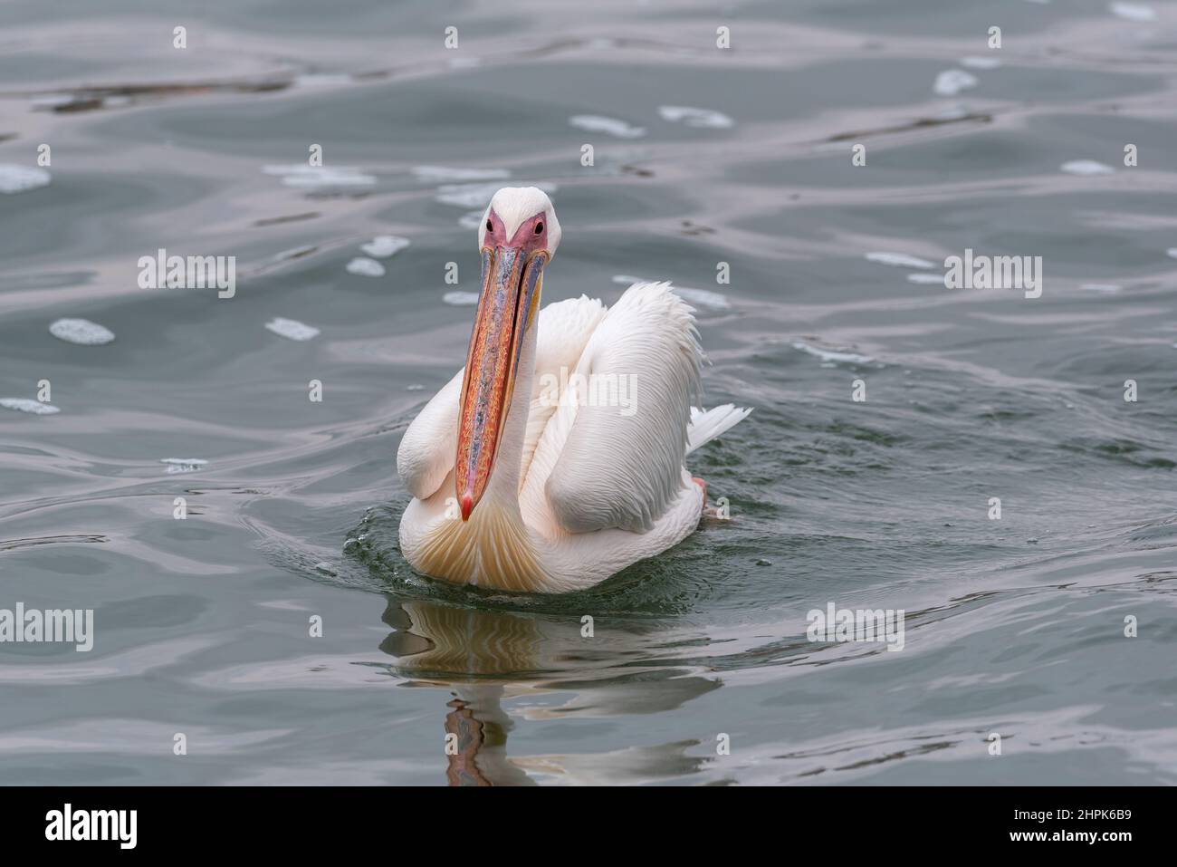 Great White Pelican in Walvis Bay, Namibia Stockfoto