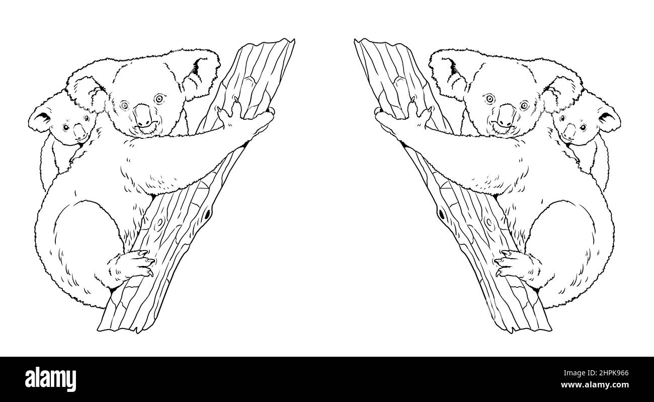 Koala Bär Illustration. Australian Beuteltier mit seinem Baby zum Färben. Zeichnung von wilden Tieren. Stockfoto