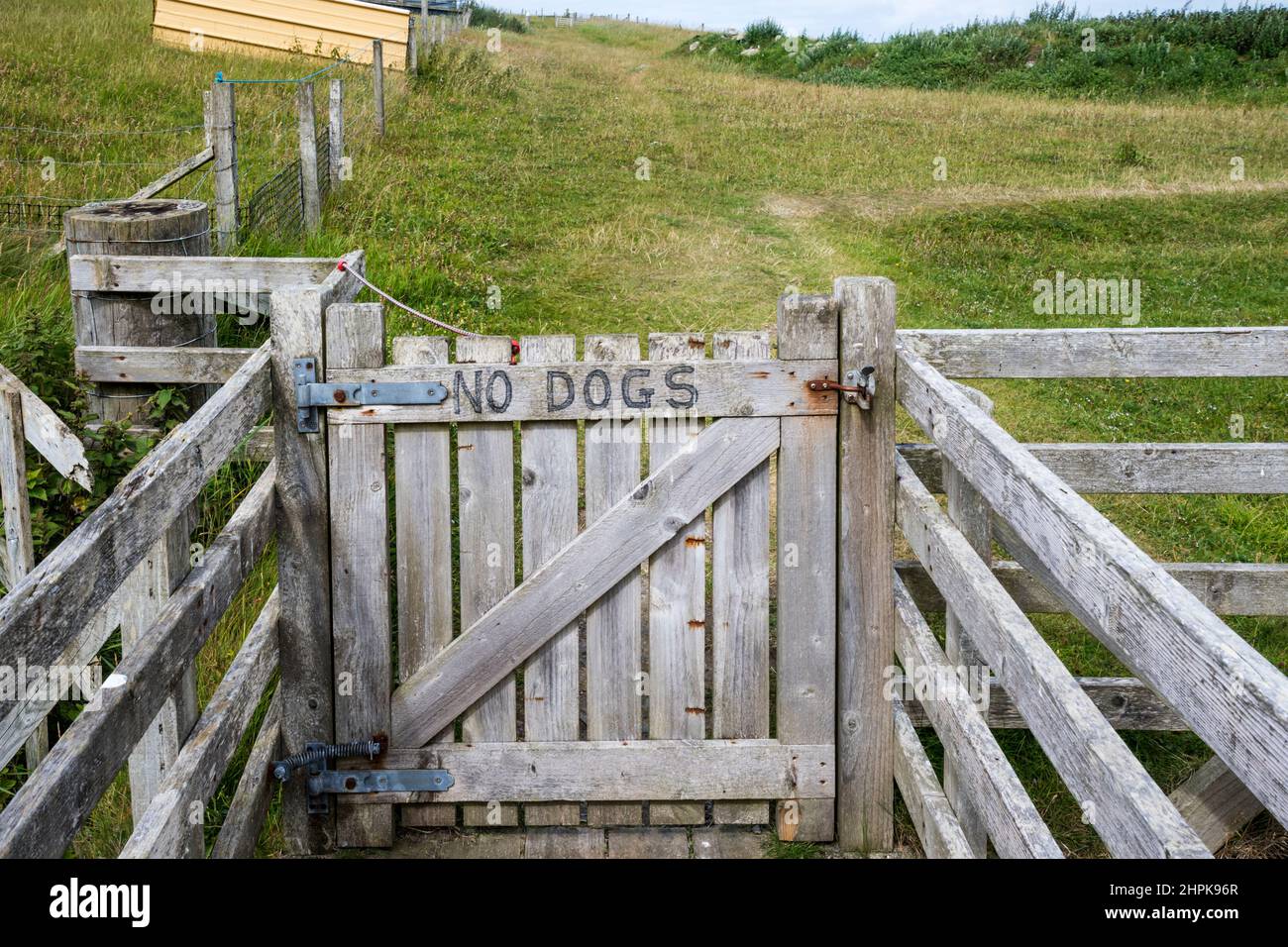 No Dogs Schild an einem Tor, das zu Weideland an der Küste auf Unst, Shetland, führt. Stockfoto