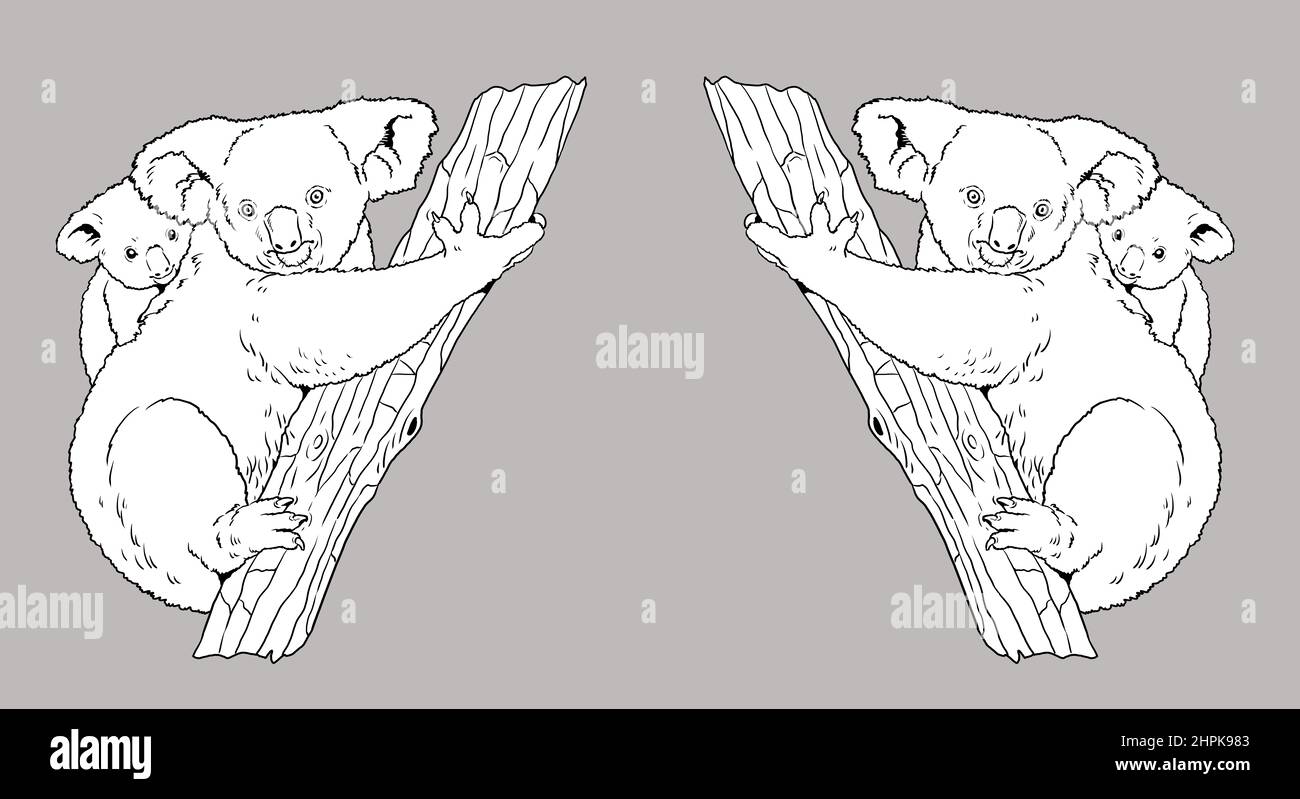 Koala Bär Illustration. Australian Beuteltier mit seinem Baby zum Färben. Zeichnung von wilden Tieren. Stockfoto
