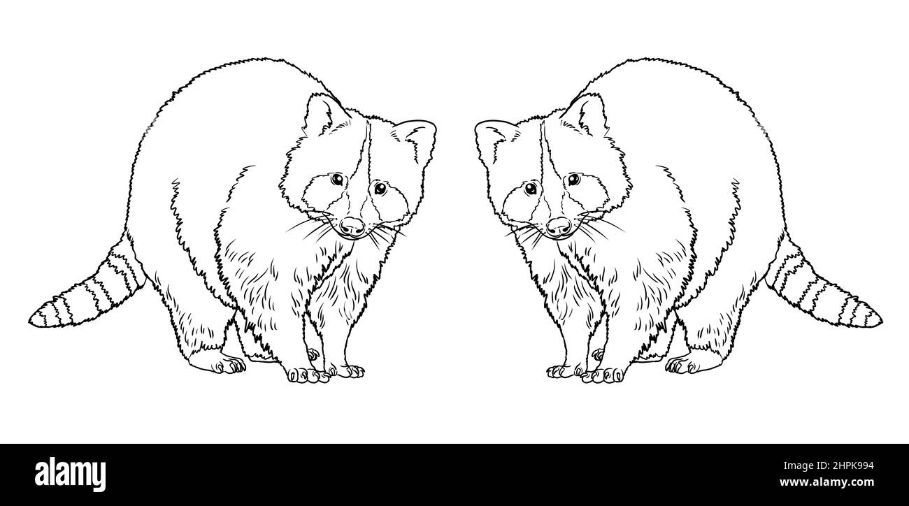 Racoon-Illustration. Europäische Waldtiere zum Färben. Zeichnung von wilden Tieren. Stockfoto