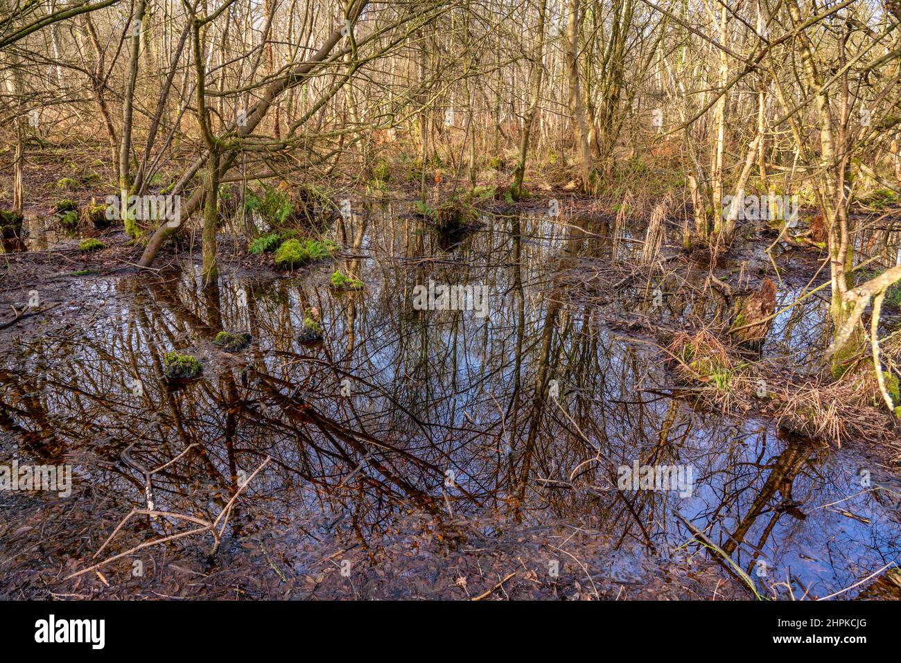 Torfmoor-Karr-Wald auf den Somerset-Ebenen bei Shapwick Heath UK Stockfoto