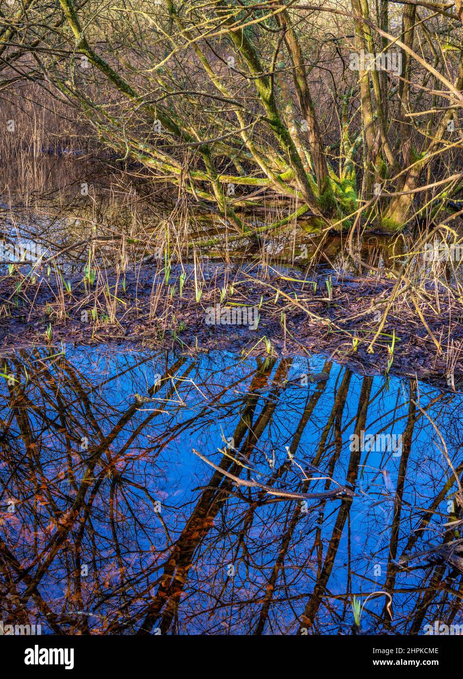 Torfmoor-Karr-Wald auf den Somerset-Ebenen bei Shapwick Heath UK Stockfoto