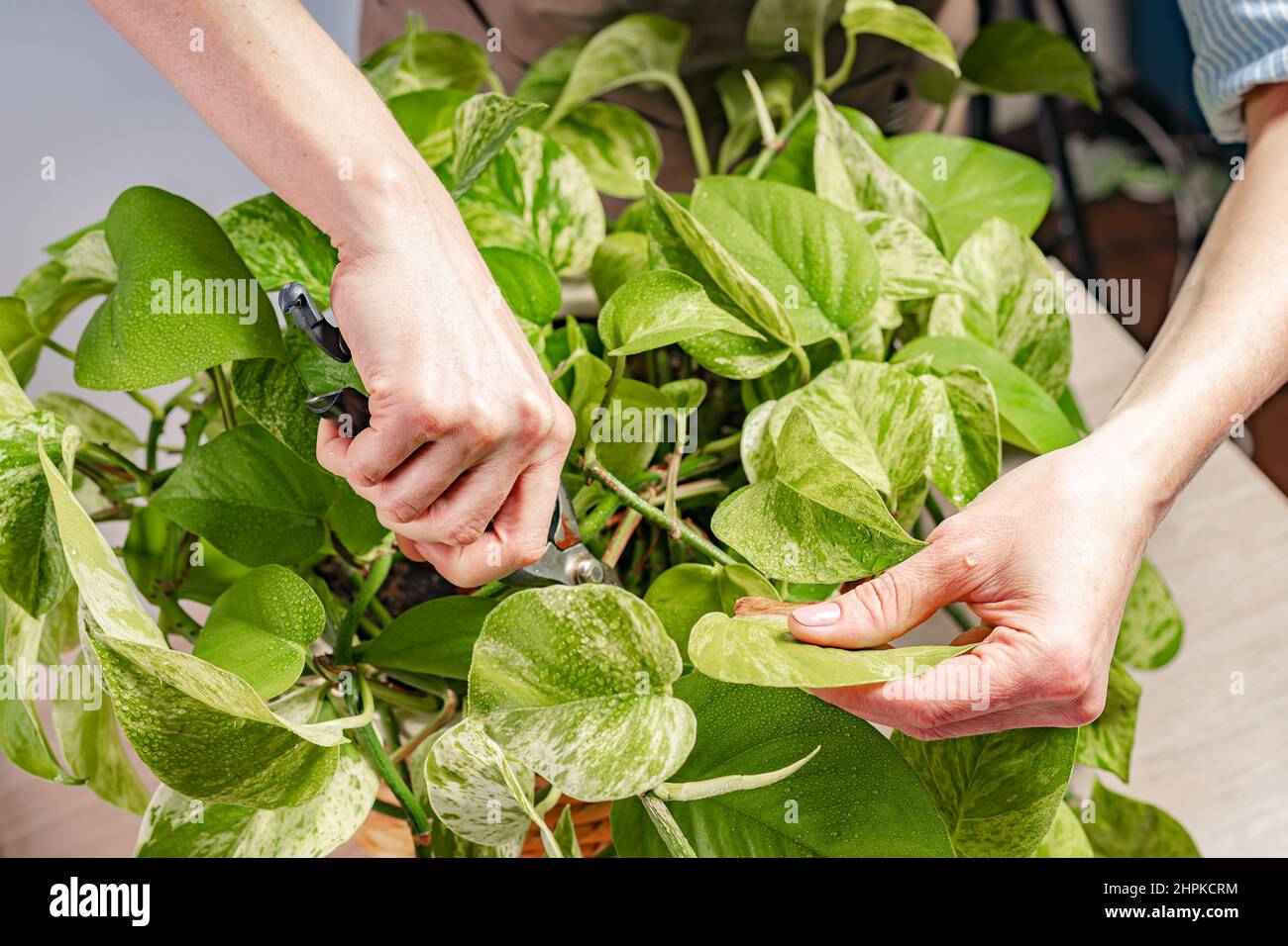 Menschliche Hände kümmern sich um eine Hauspflanze. Heims- und Gartenbau. Anmutige schöne weibliche Hände. Häusliches Leben und Hobbys Konzept. Nahaufnahme Stockfoto