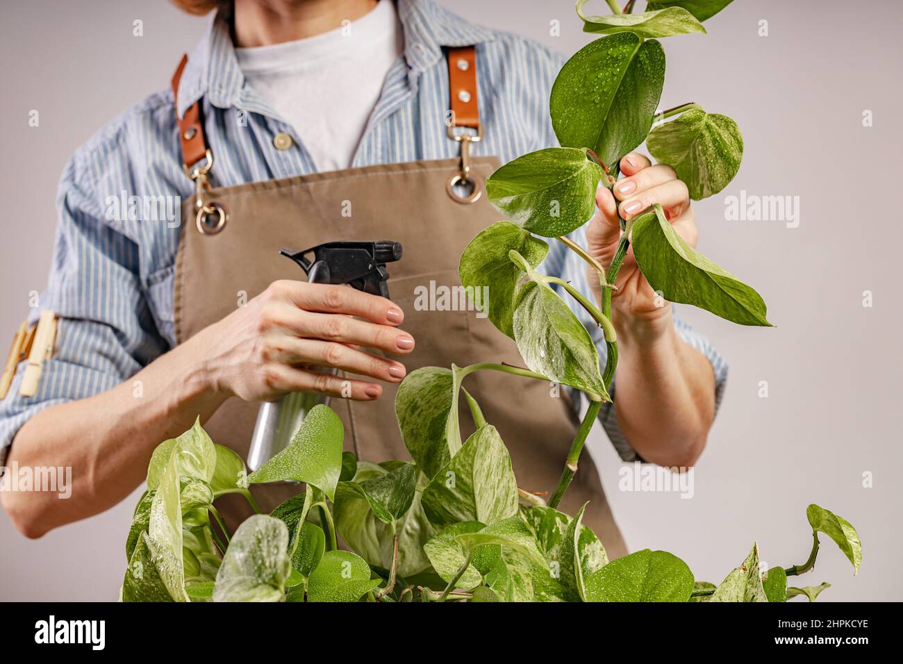 Eine nicht erkennbare Person kümmert sich um eine Hauspflanze. Heims- und Gartenbau. Anmutige schöne weibliche Hände Gießanlage. Häusliches Leben und ho Stockfoto