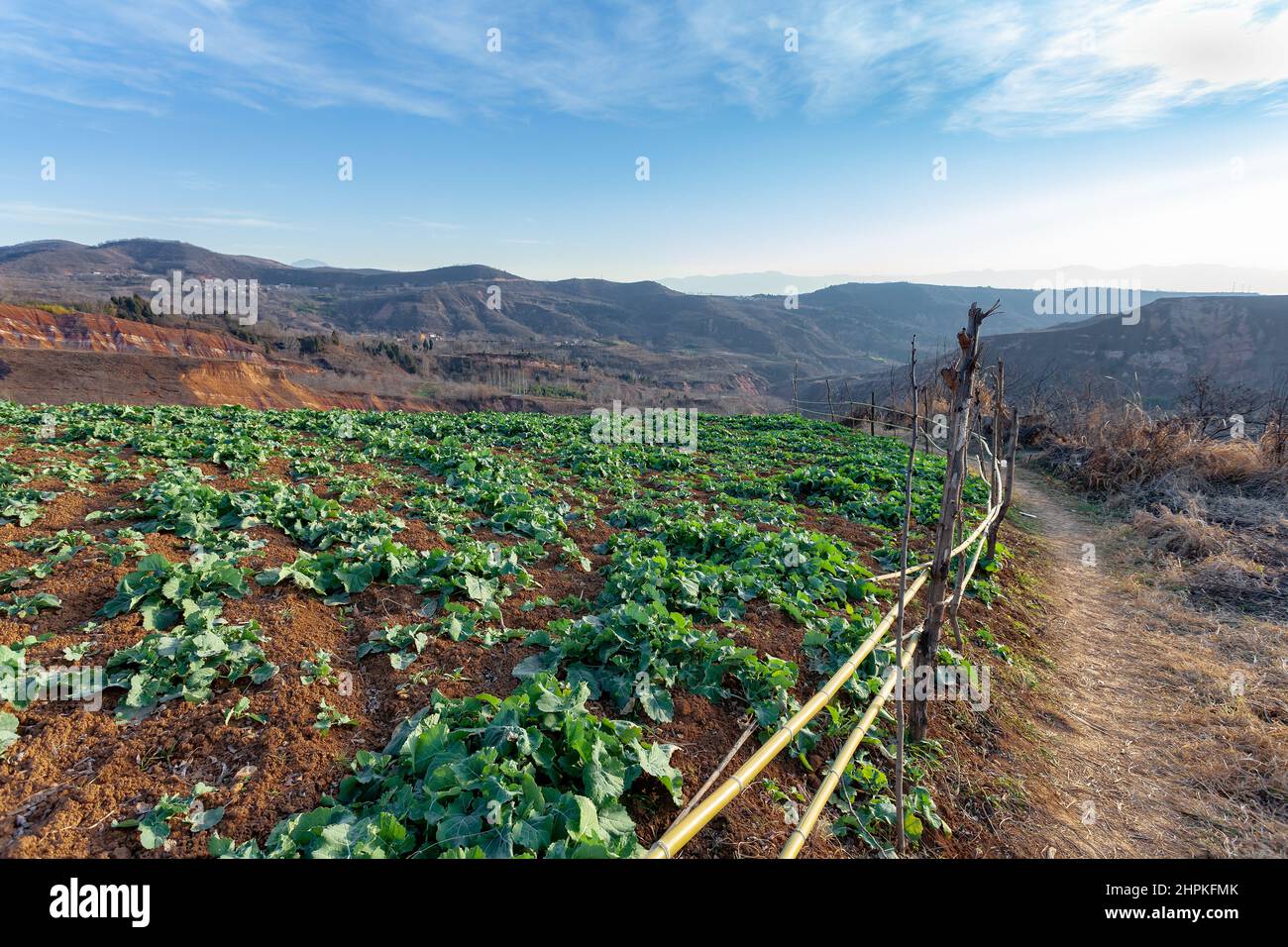 XI 'an Schaf Alaun Bergkulisse Stockfoto