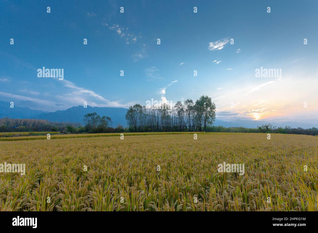 Reisfelder vom Berg Shaanxi qinling Stockfoto