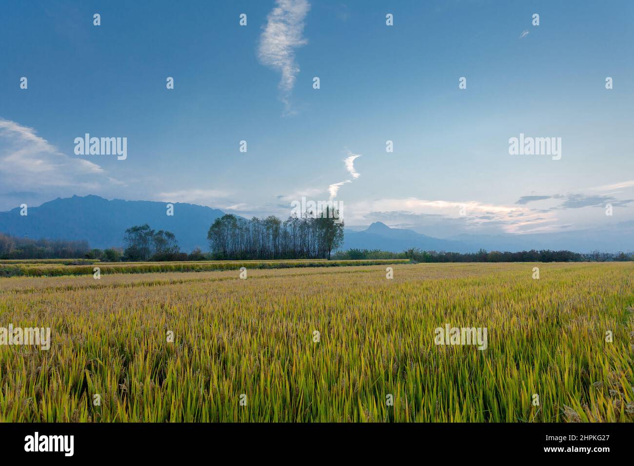 Reisfelder vom Berg Shaanxi qinling Stockfoto