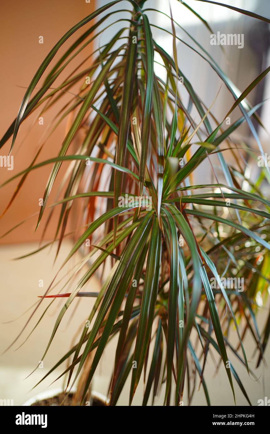 Dracaena umrandtes Haus Stockfoto