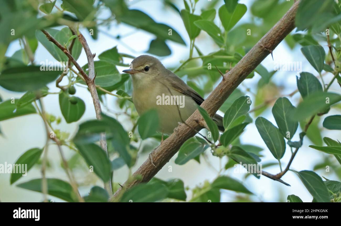 Blyth's Reed Warbler (Acrocephalus dumetorum) Erwachsener auf dem Ast Oman Dezember Stockfoto