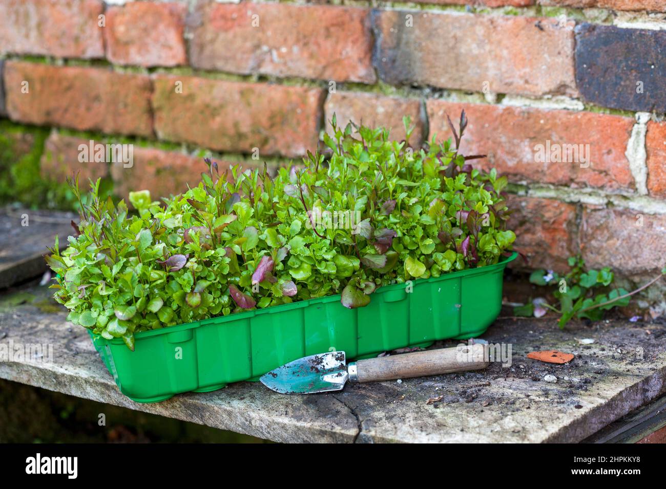 Lobelia-Sämlinge in einer grünen Samenschale mit einer kleinen Kelle vor einer alten Ziegelwand Stockfoto