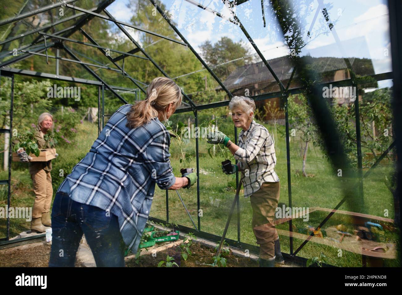 Ältere Frau befreundet Pflanzen Gemüse im Gewächshaus im Gemeinschaftsgarten. Stockfoto