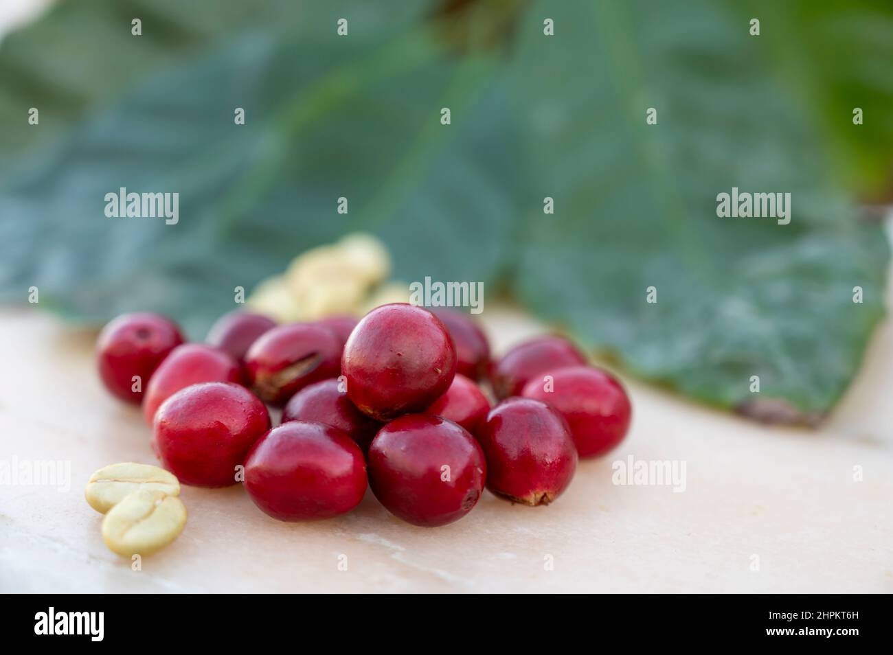 Rote reife arabica-Kaffeebeeren, grüne Kaffeesorten und Blätter aus nächster Nähe Stockfoto