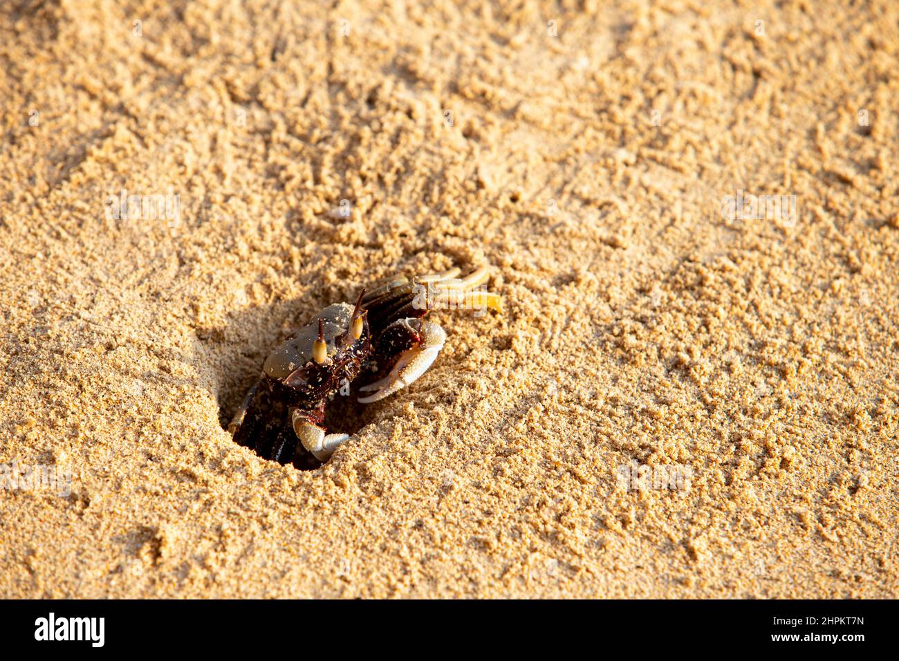 Windkrabbe oder Krabbengeist ist eine kleine Seekrabbe der Gattung Ocypode aus der Familie Ocypodidae, die gleiche Art wie die Krabbe. Sie kommen normalerweise herauf, um zu bilden Stockfoto