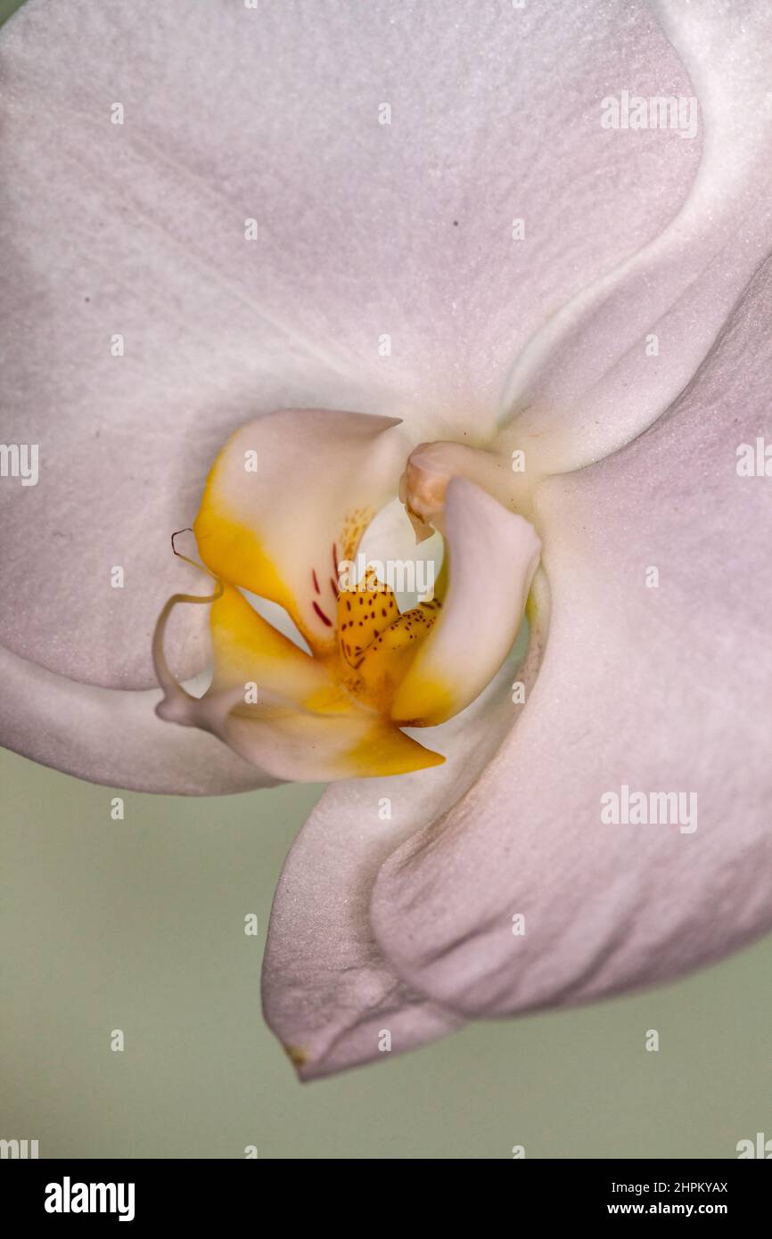 Allassac (Corrèze, Limousin, Frankreich) - makroskopische Ansicht einer Orchidee - Vue macroscopique d'une orchidée Stockfoto