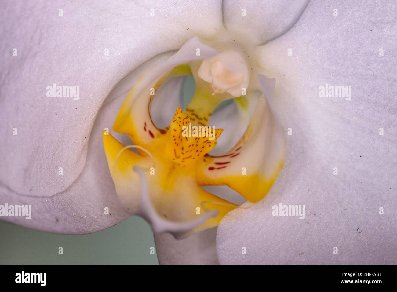 Allassac (Corrèze, Limousin, Frankreich) - makroskopische Ansicht einer Orchidee - Vue macroscopique d'une orchidée Stockfoto