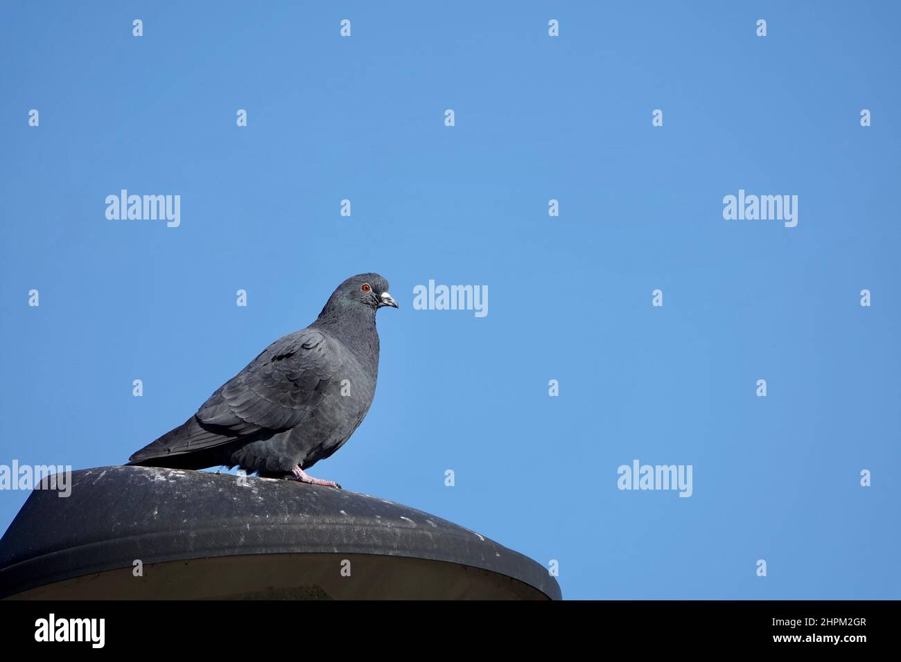 Taube rast auf der Straßenbeleuchtung mit blauem Himmel Hintergrund Stockfoto