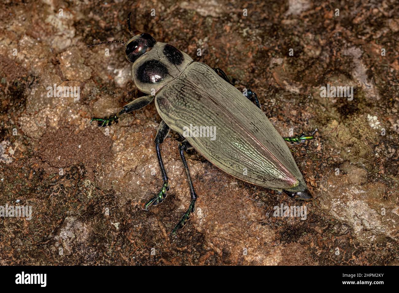 Ceiba Borer Käfer der Art Euchroma giganteum Stockfoto