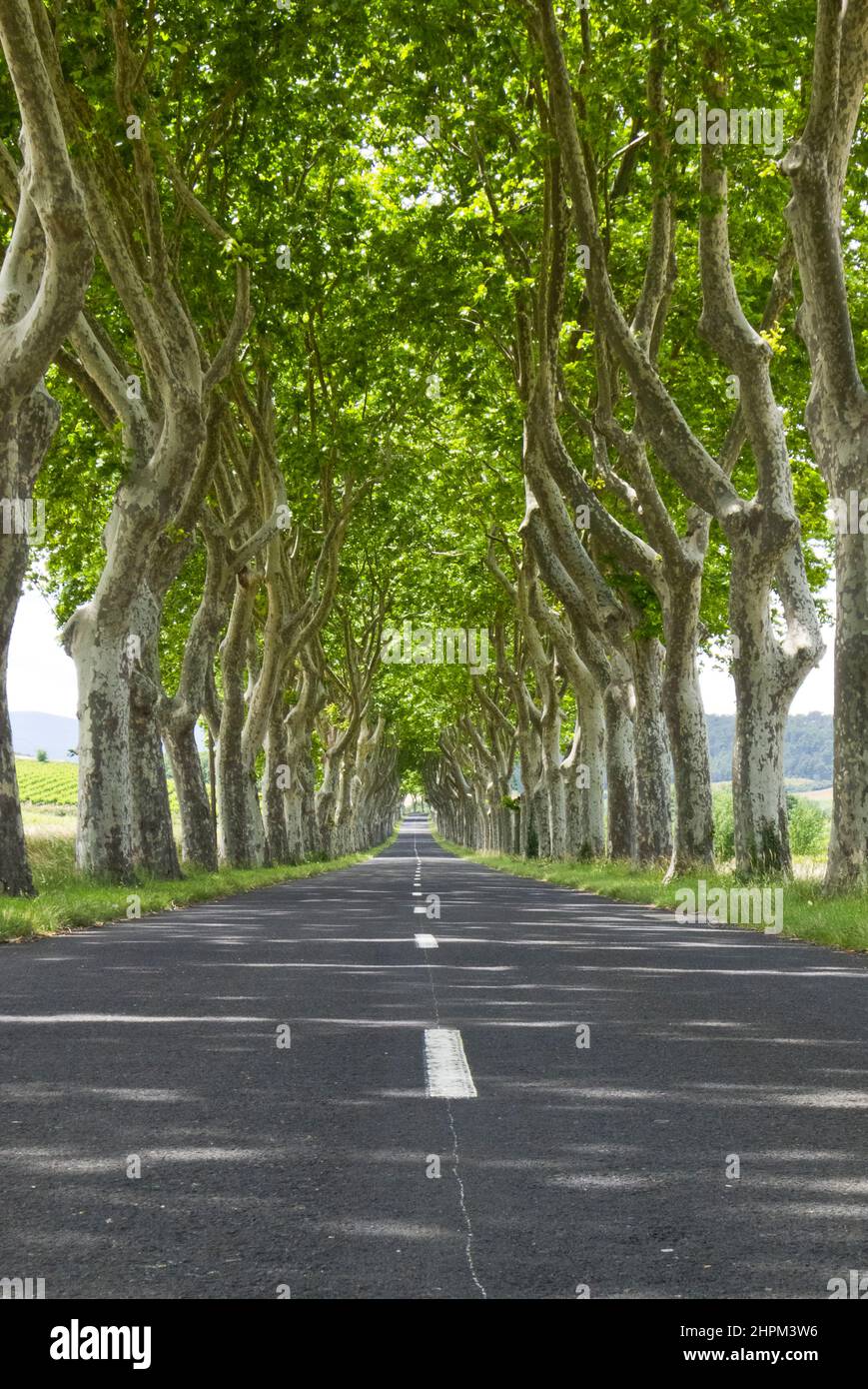 Leere, von Bäumen gesäumte Straße im Sommer in Südfrankreich Stockfoto