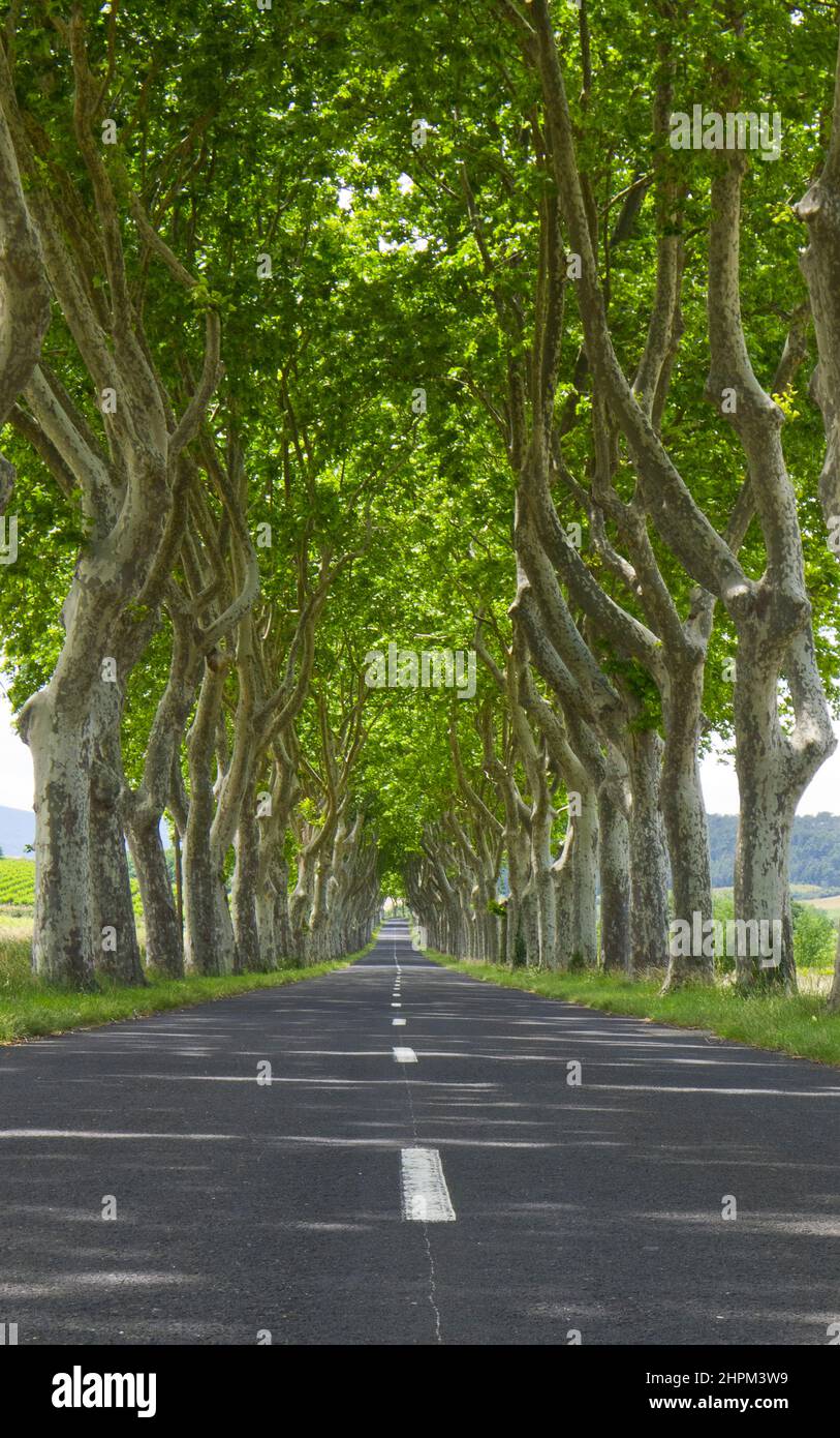 Leere, von Bäumen gesäumte Straße im Sommer in Südfrankreich Stockfoto