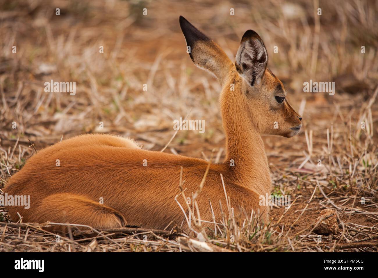 Ein einziges Impala-Lamm (Aepyceros melampus) 15060 Stockfoto