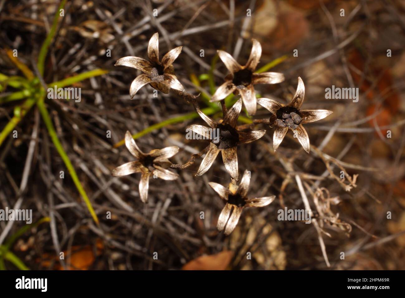 Samenkapseln aus portugiesischem Sonnentau oder Tauwannen (Drosophyllum lusitanicum), Portugal Stockfoto